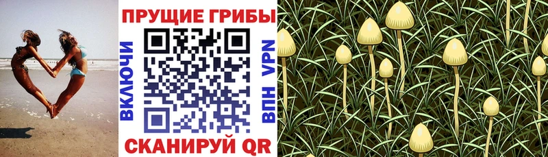 Галлюциногенные грибы Magic Shrooms  Ачинск 